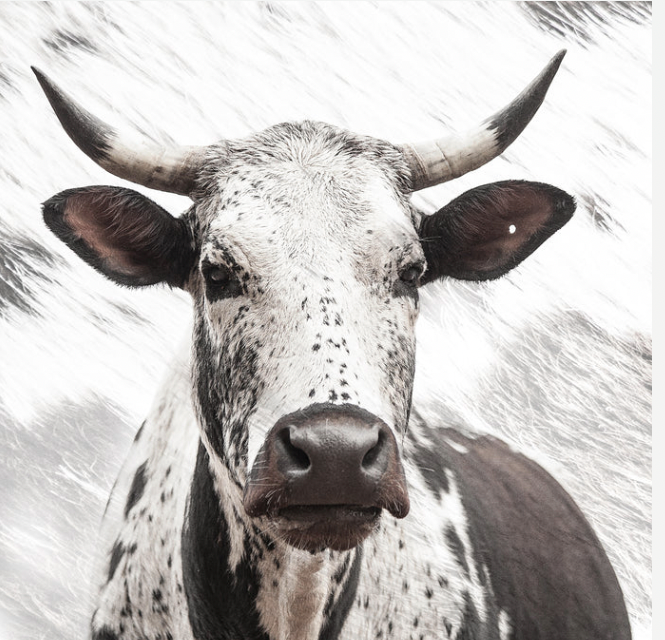 Nguni