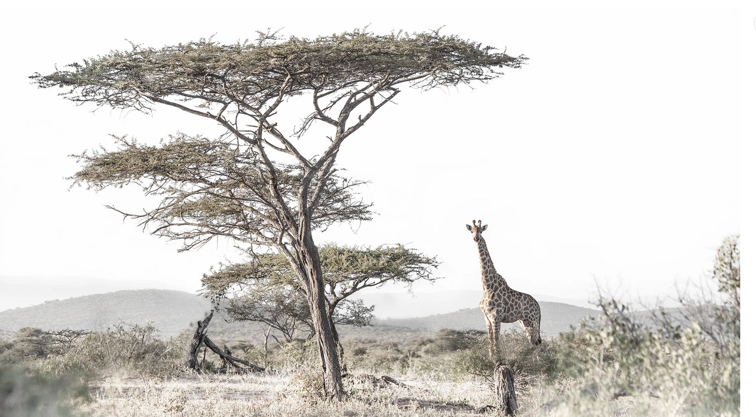 Grounded in Grace by Francoise van Vuuren Print Wildlife