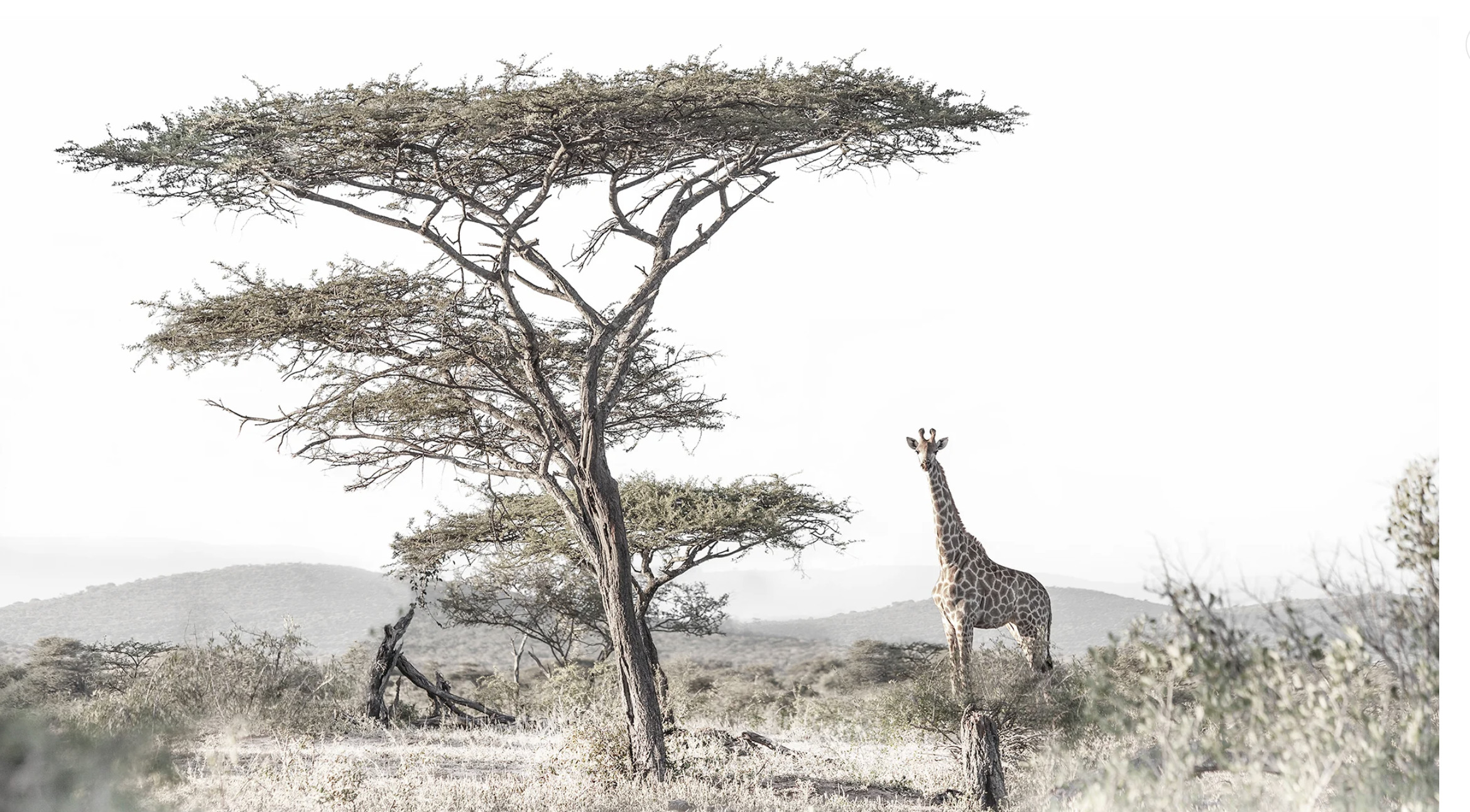 Grounded in Grace by Francoise van Vuuren Print Wildlife