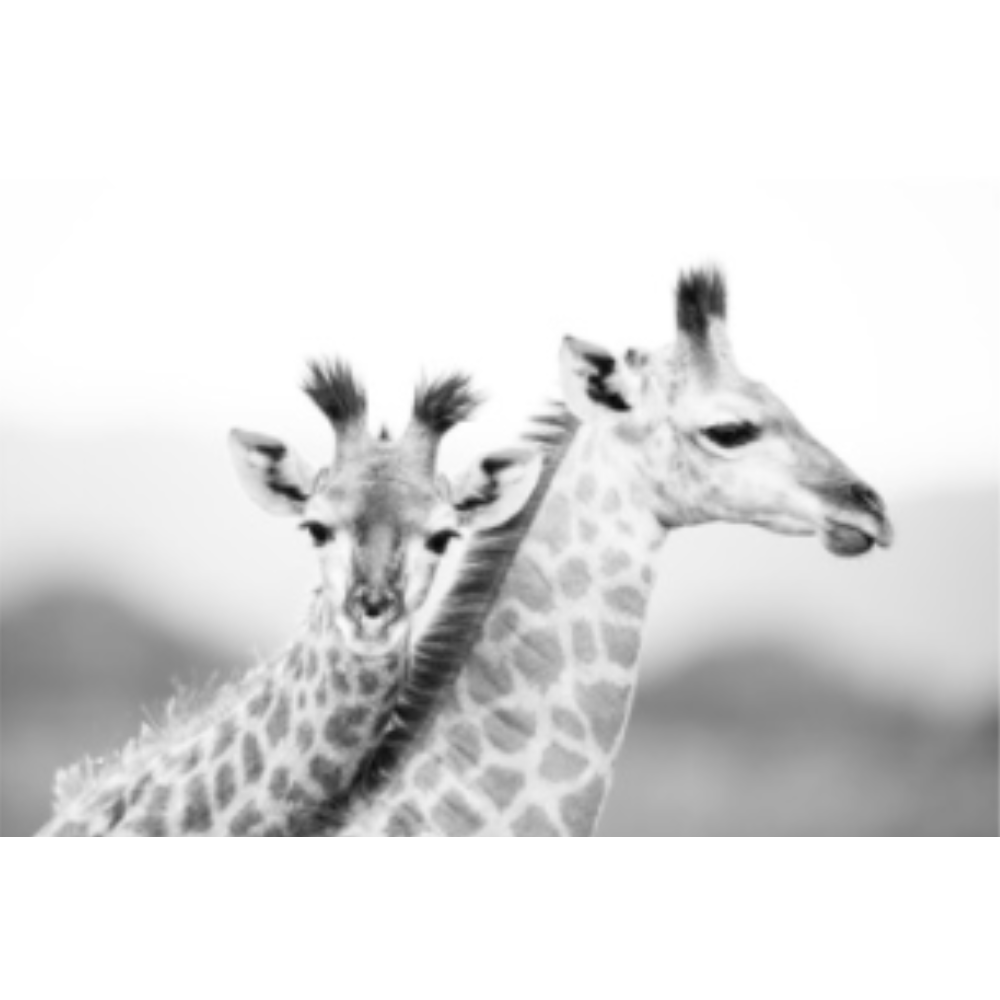 RDT_462 Richard Du Toit Print Giraffes