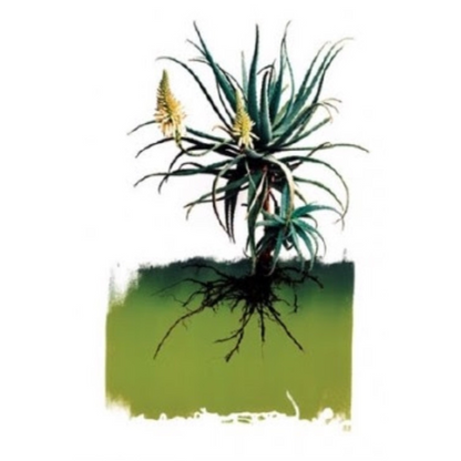 Clinton Friedman Print Flora Yellow Aloe