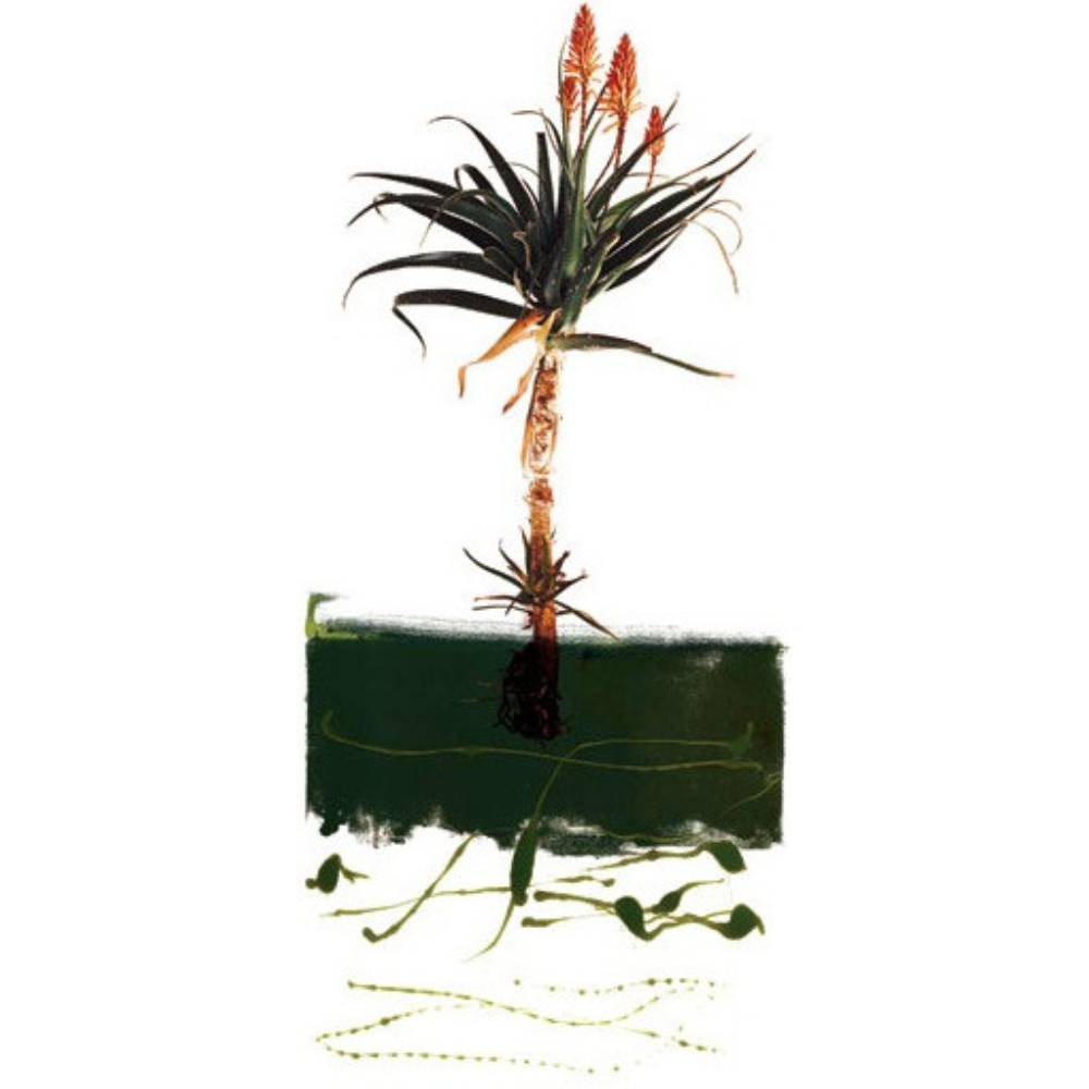 Clinton Friedman Print Flora Red Aloe