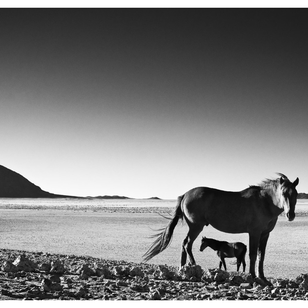 NAM_26 David Ballam Print Horses