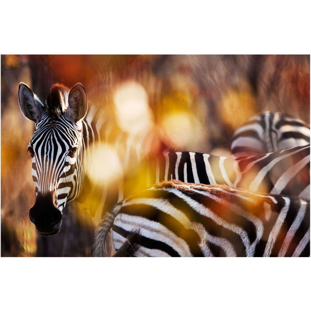 RDT_175 Richard Du Toit Print Zebra Colour
