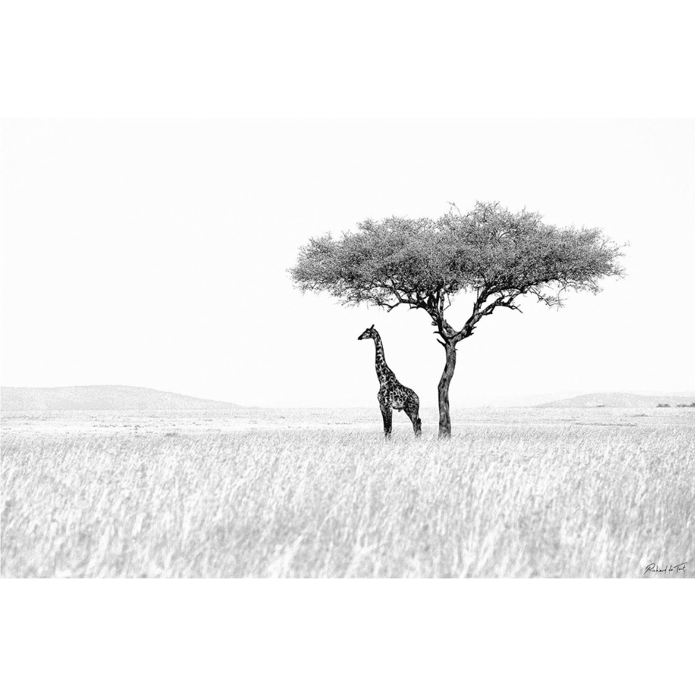 RDT_190 Richard Du Toit Print Giraffe under Thorn Tree