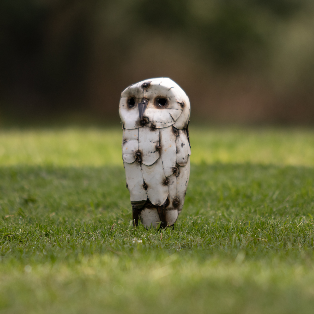 Owl White Without Ears