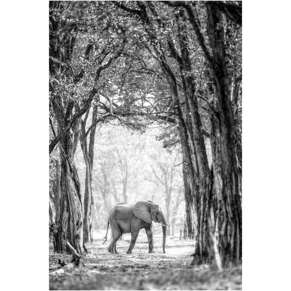 Print Wildlife Collection WA_394a