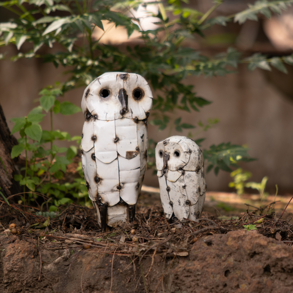 Owl White Without Ears