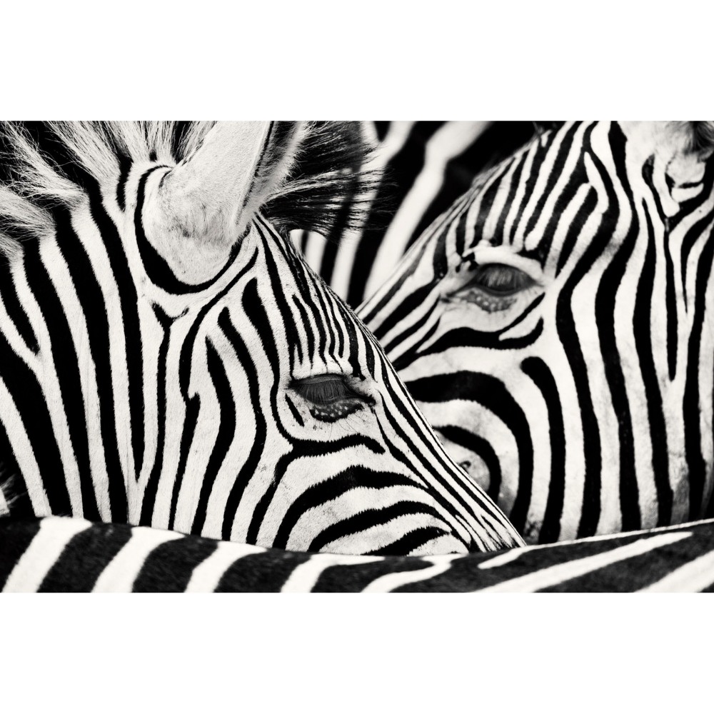 RDT_232 Richard Du Toit Print Zebras