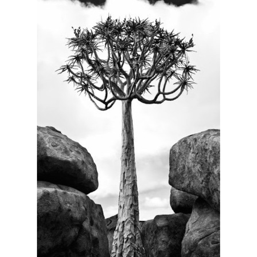 NAM_41 David Ballam Print Quiver Tree