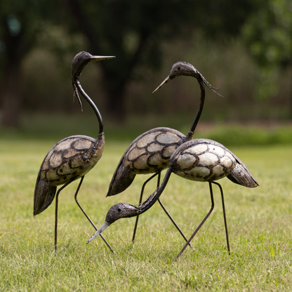 Crowned Crane