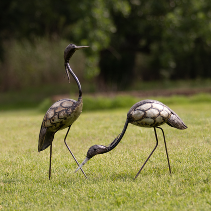 Crowned Crane