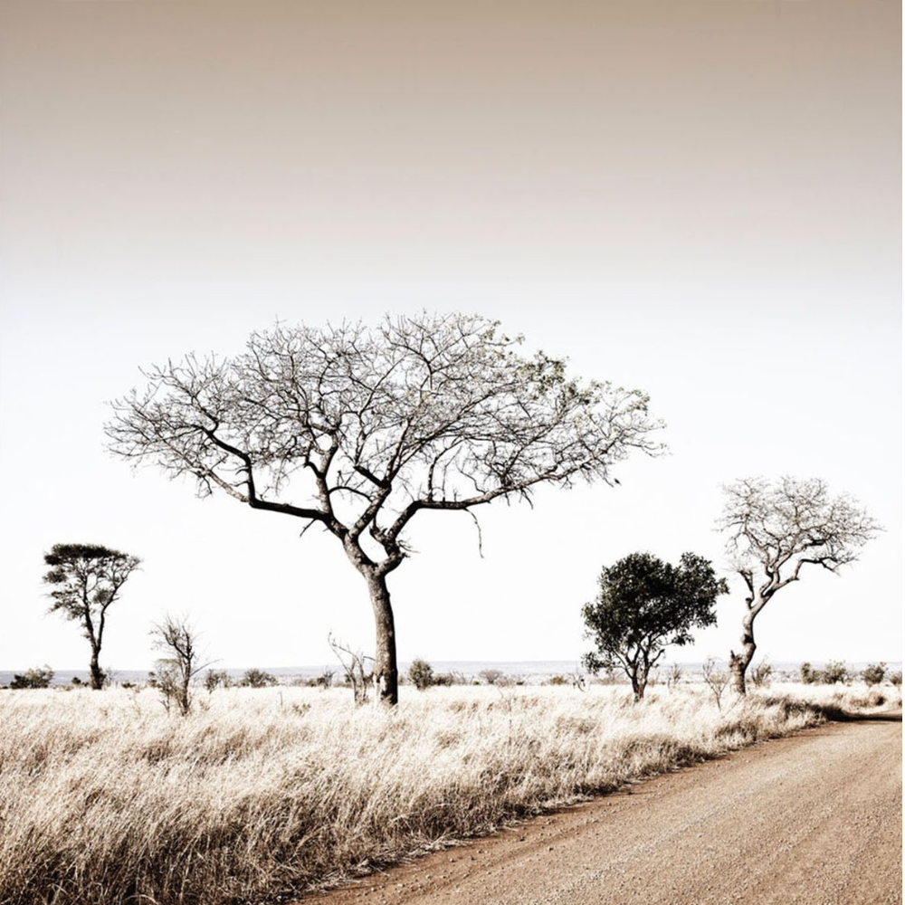 RDT_448 Richard Du Toit Print Thorn Trees