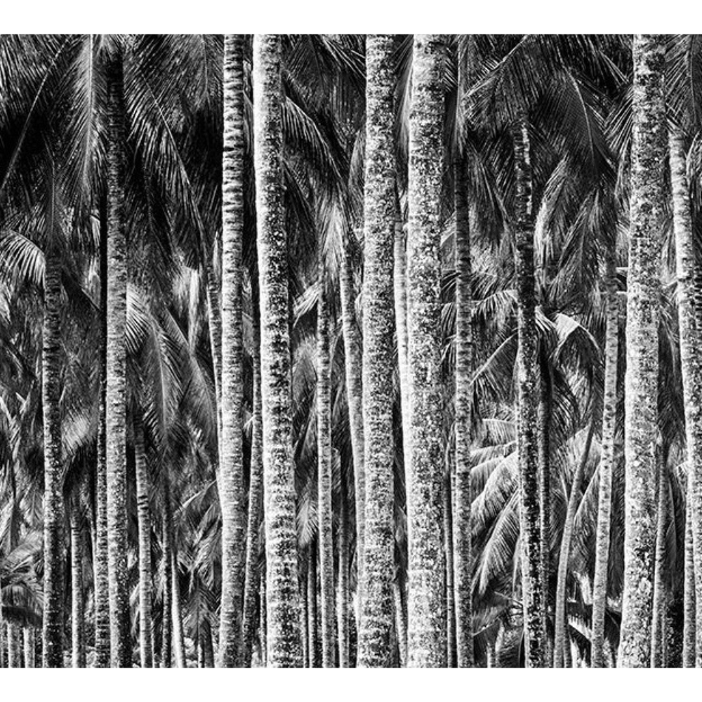 ZAN_36 David Ballam Print Coconut Palms