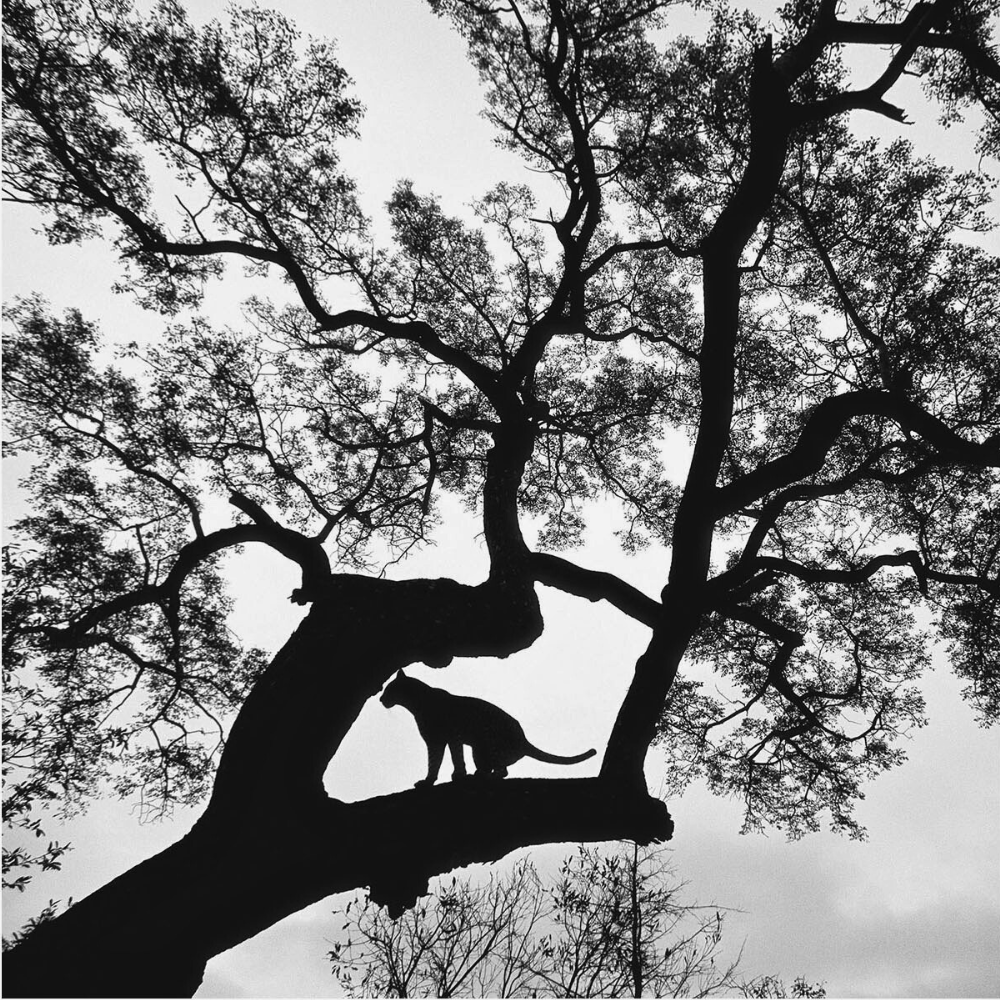 RDT_283 Richard Du Toit Print Leopard in Tree