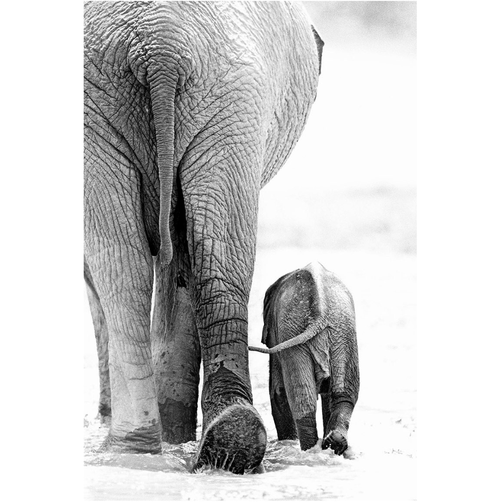Print Wildlife Collection WA_117