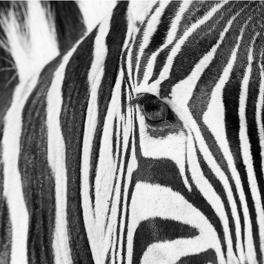RDT_252 Richard Du Toit Print Zebra Eye
