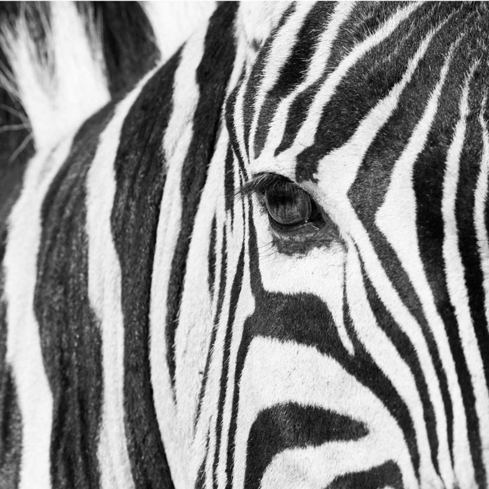 Richard Du Toit Print Wildlife RDT_252