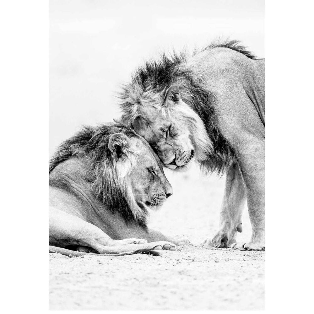 RDT_302 Richard Du Toit Print 2 Lions