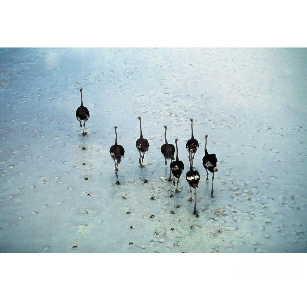 RDT_10 Richard Du Toit Ostriches