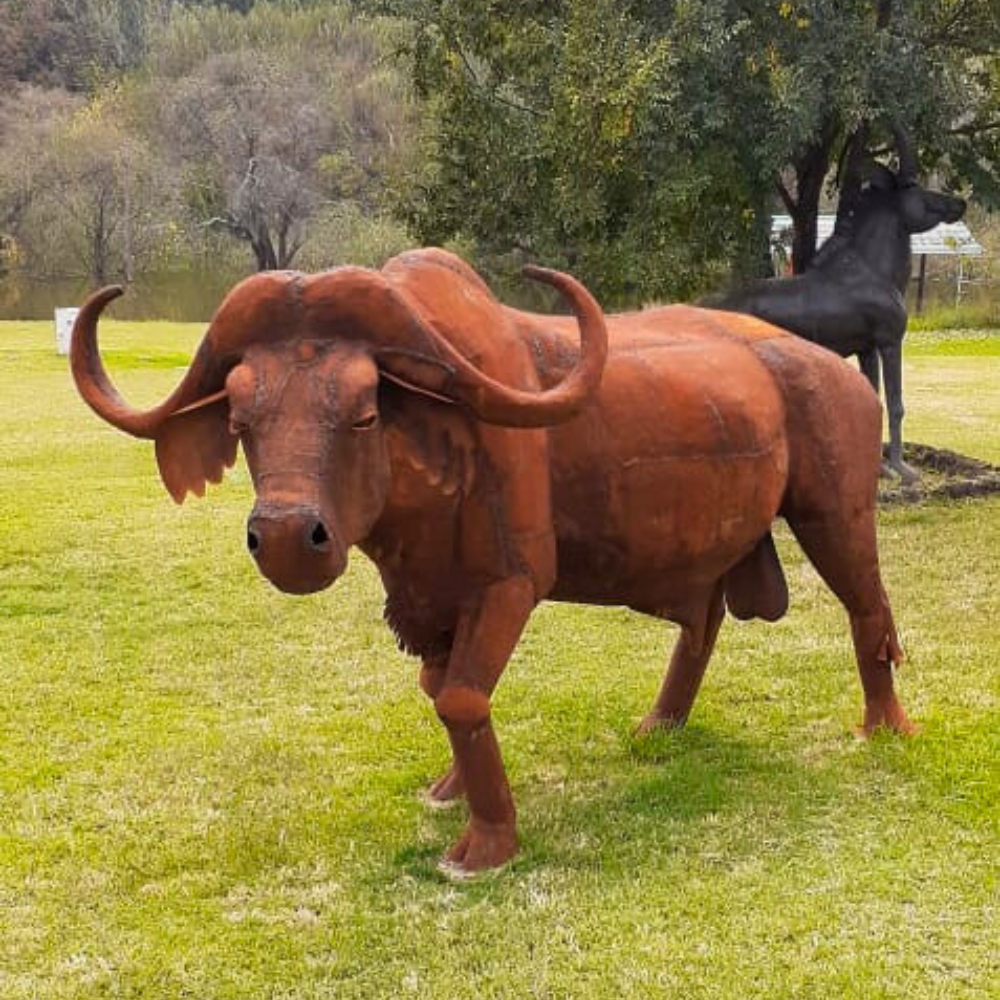 Buffalo Bull