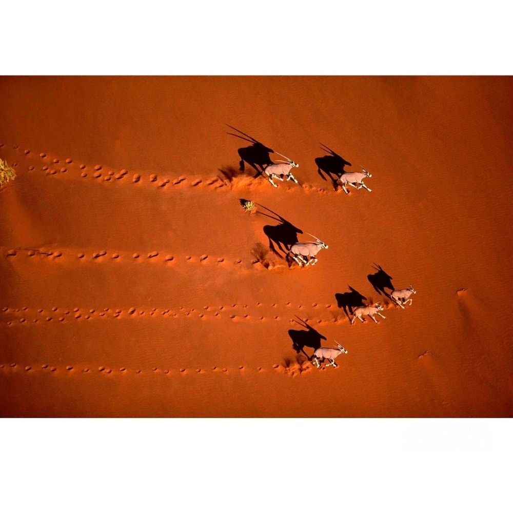 RDT_30 Richard Du Toit Antelope Red Earth