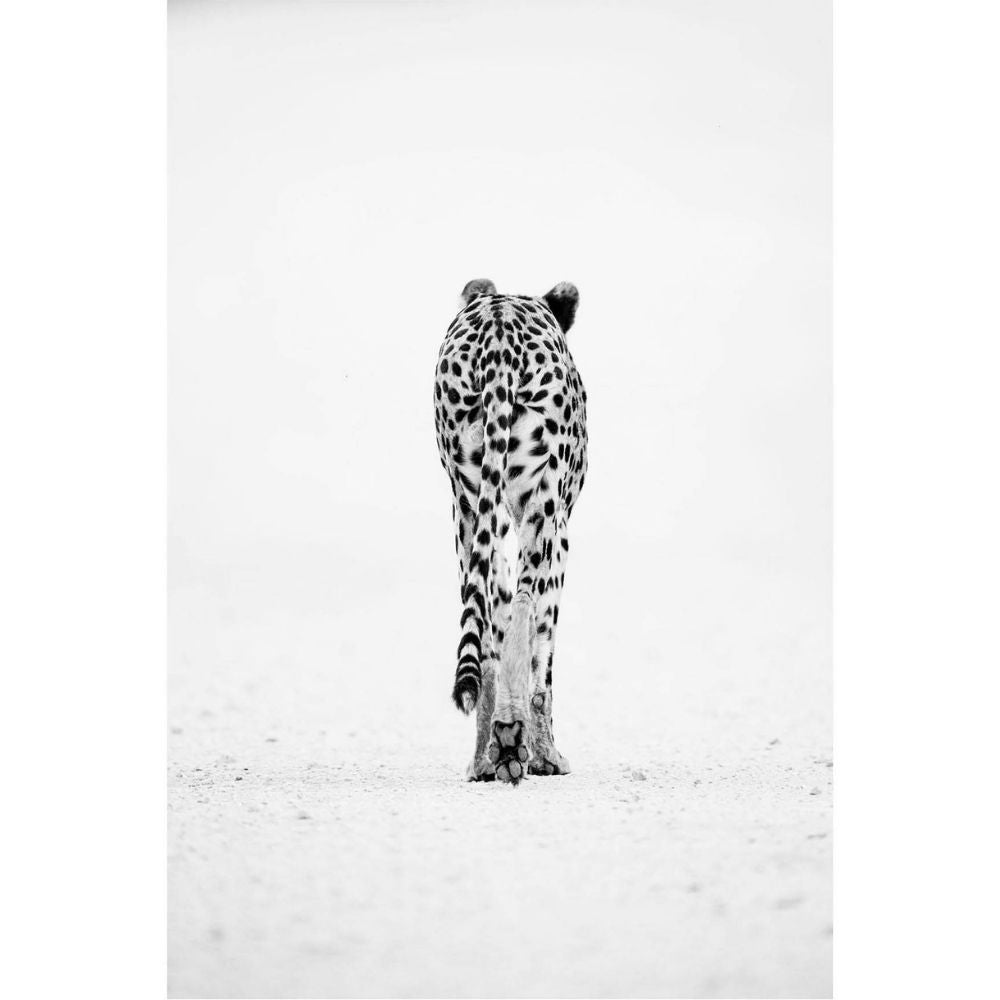 RDT_303 Richard Du Toit Cheetah Walking