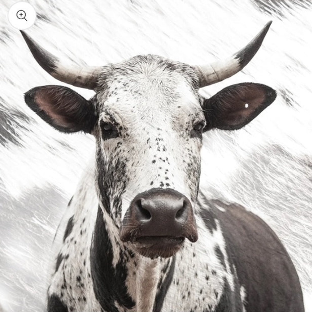 Nguni