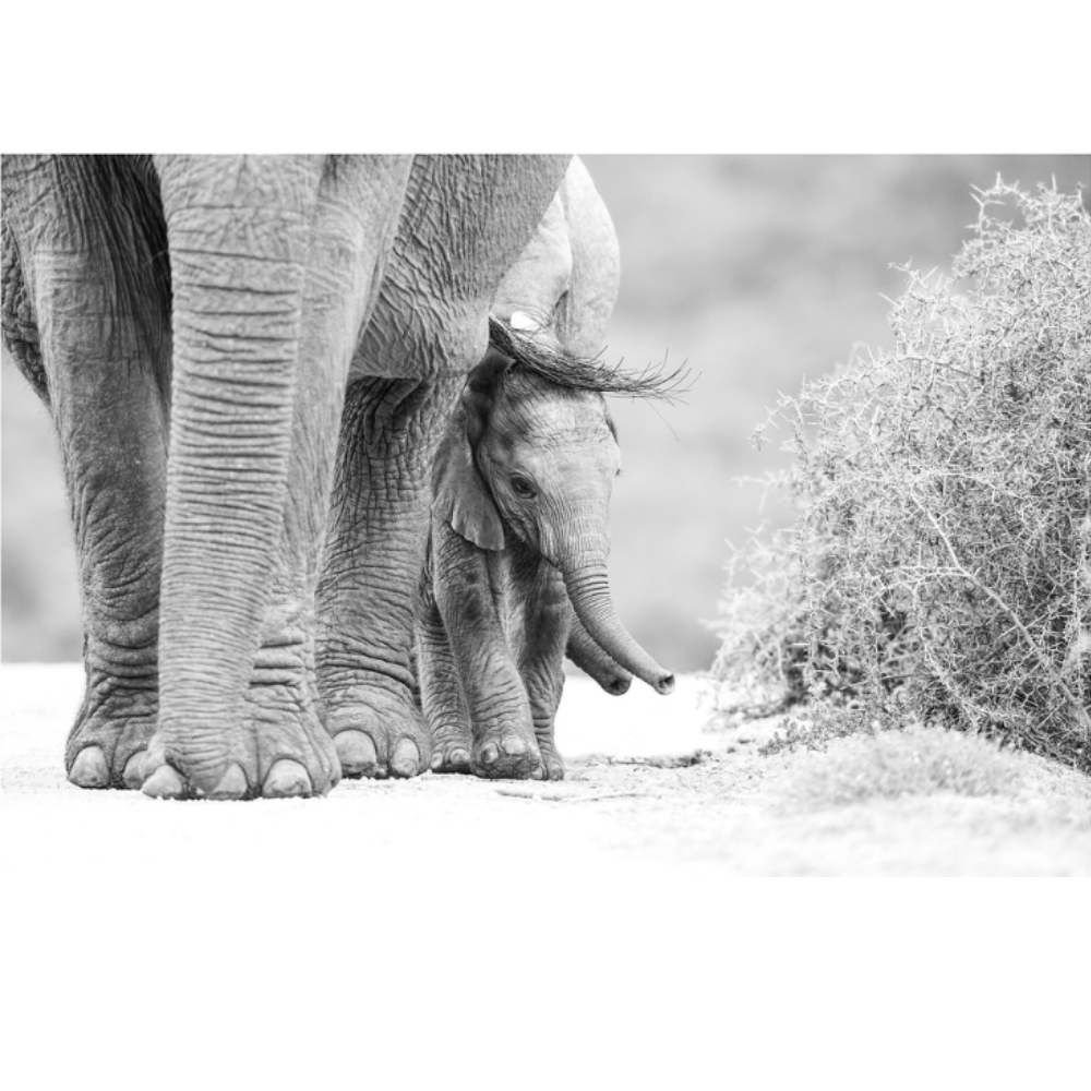 RDT_472 Richard Du Toit Print Elephant and Calf