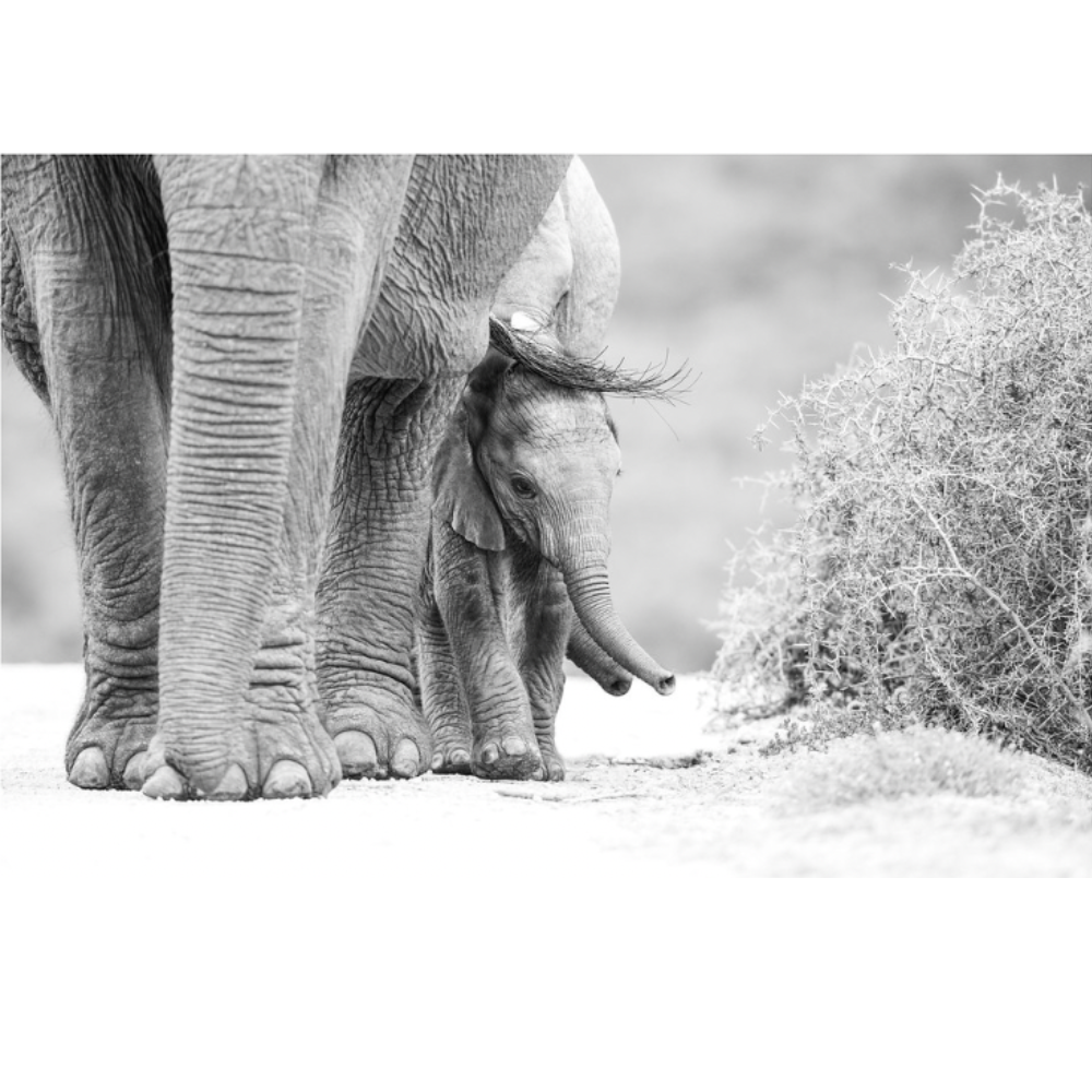 RDT_472 Richard Du Toit Print Wildlife