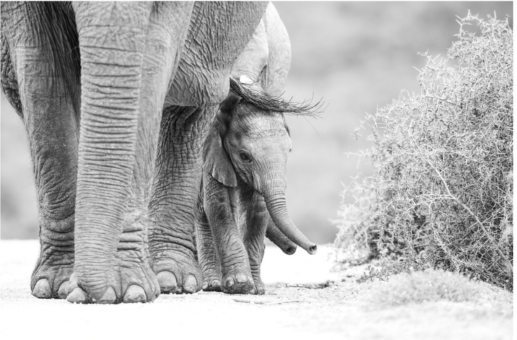RDT_472 Richard Du Toit Print Elephant and Calf